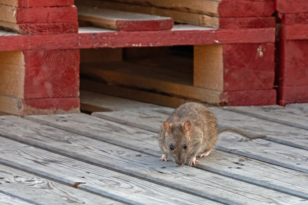 Deratyzacja we wspólnocie mieszkaniowej - co warto o niej wiedzieć?
