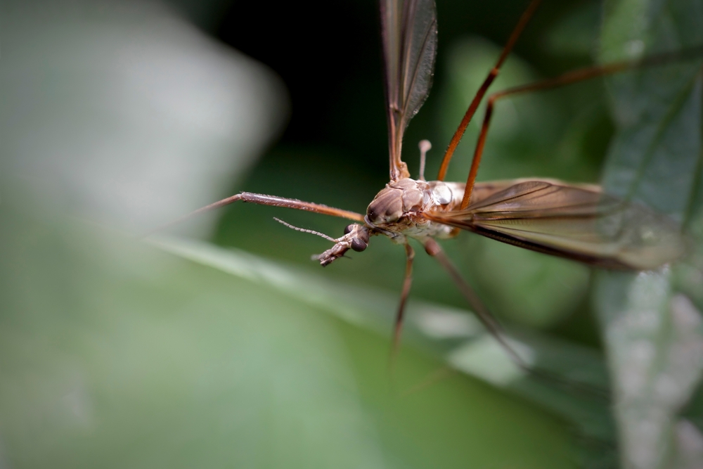 Jakie inne uciążliwe owady może zlikwidować oprysk na komary?