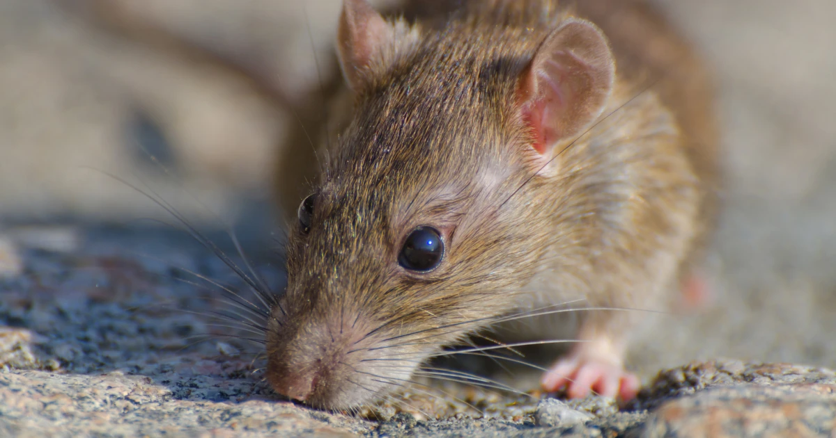 Deratyzacja Deratyzacja