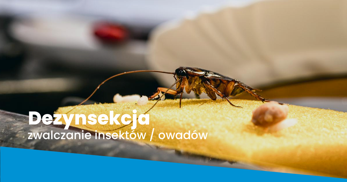Dezynsekcja  Bielsko-Biała
