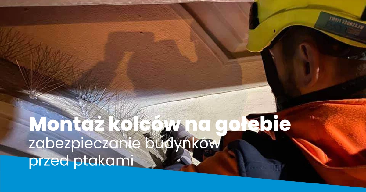 Montaż kolców na gołębie
